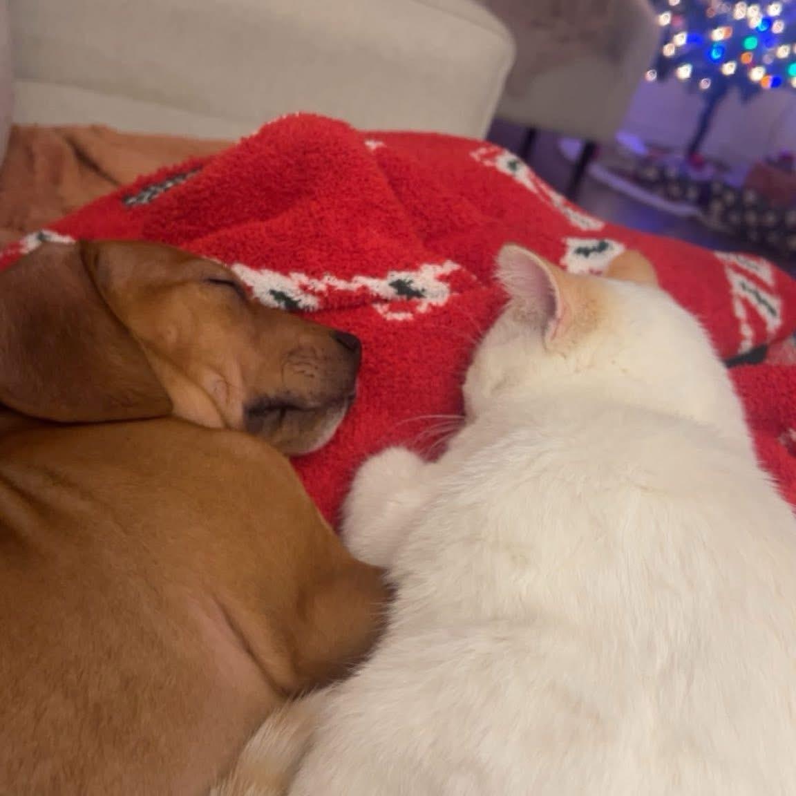 Enlarge Richard, an adopted mixed breed in Midland, MI image 2/6