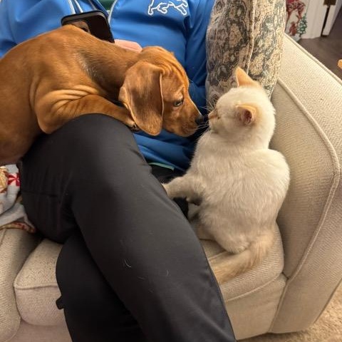 Enlarge Richard, an adopted mixed breed in Midland, MI image 3/6