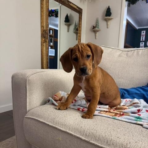 Enlarge Richard, an adopted mixed breed in Midland, MI image 4/6