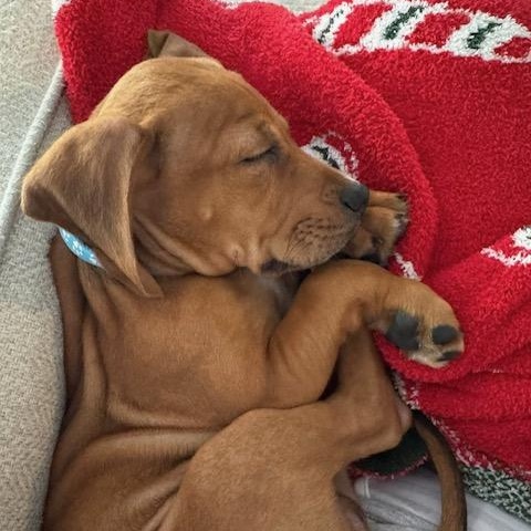 Enlarge Richard, an adopted mixed breed in Midland, MI image 5/6