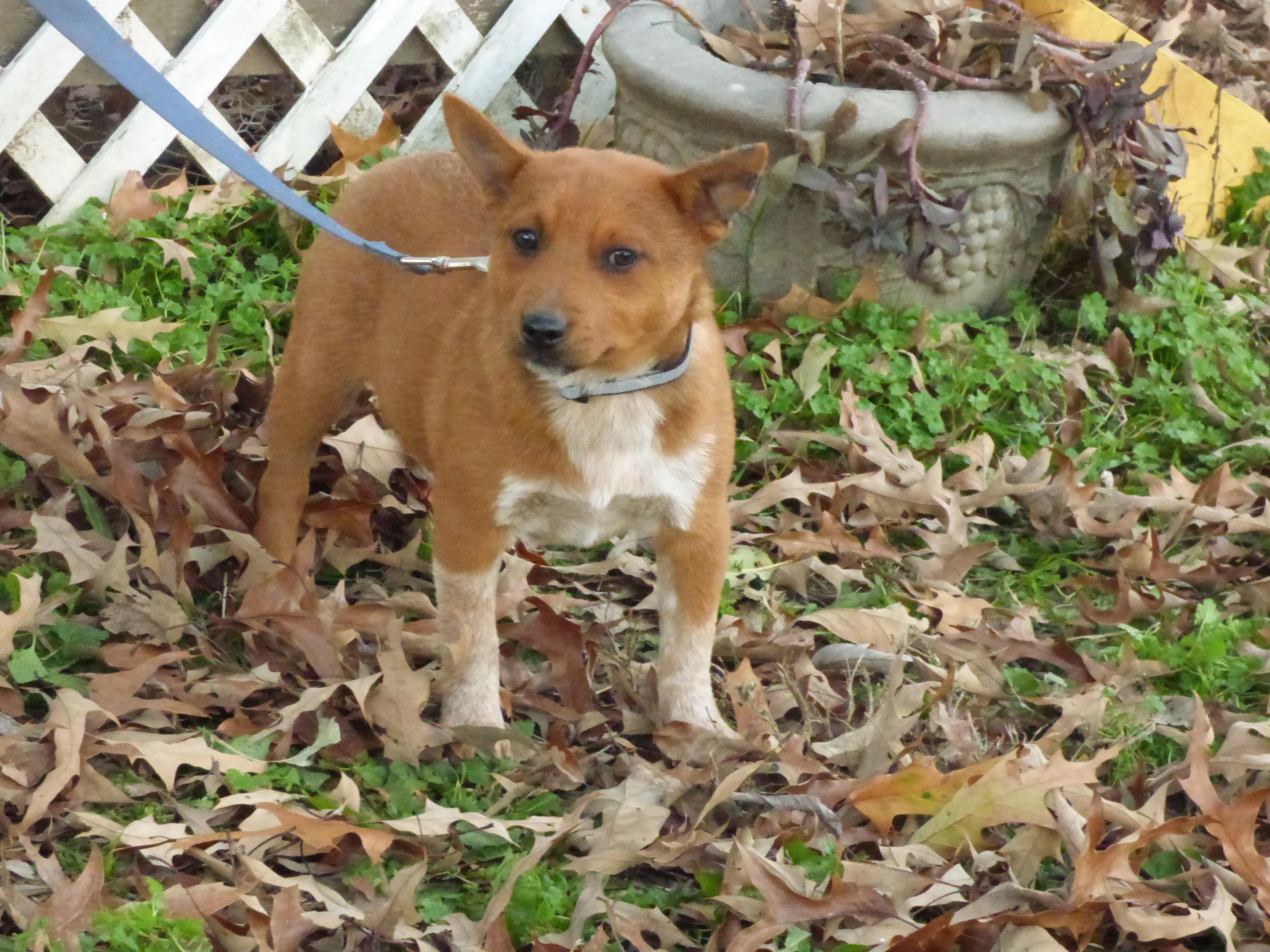 ChaChi, Adoptable, Puppy Female Australian Cattle Dog / Blue Heeler.