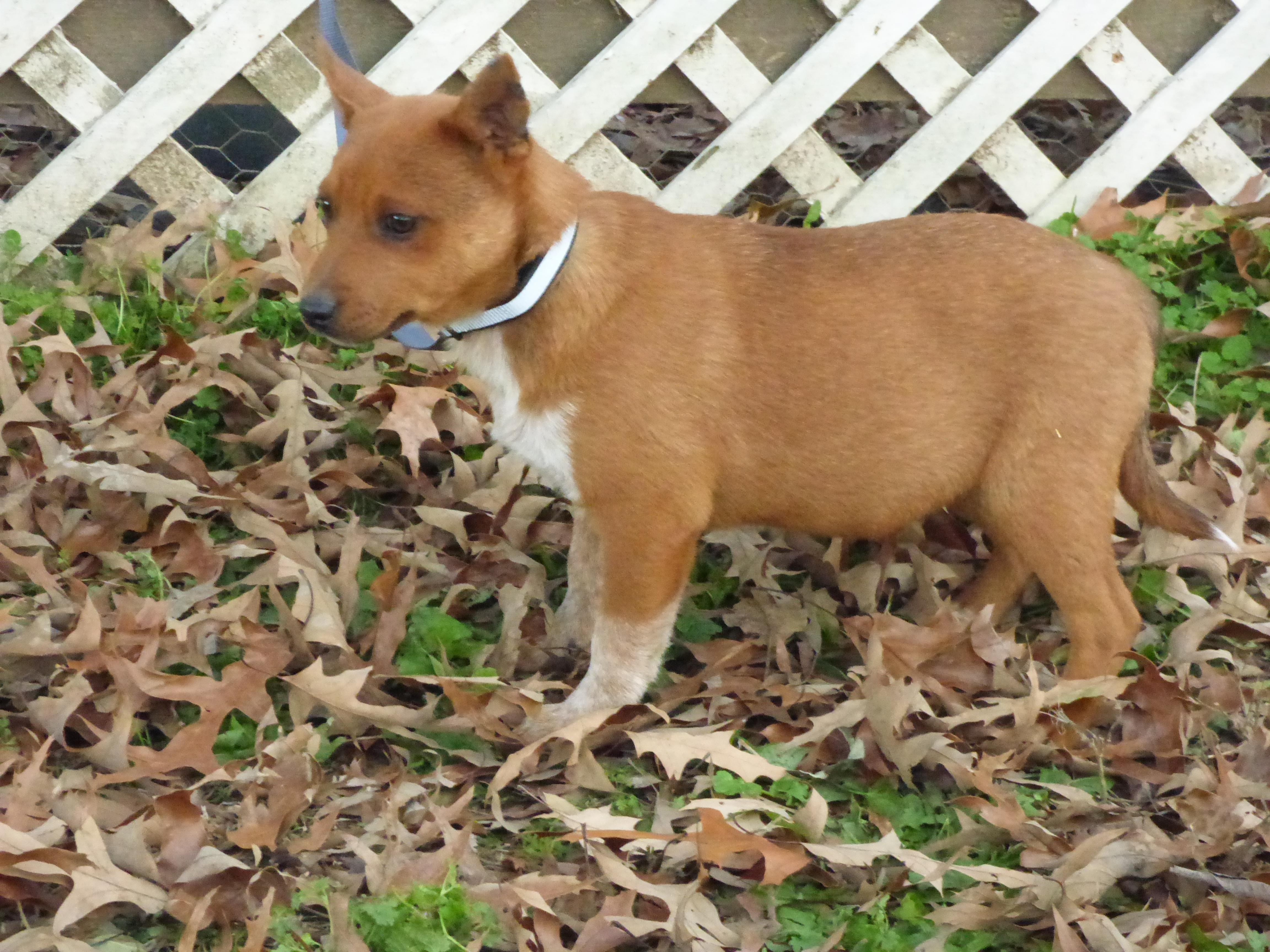 Enlarge ChaChi, a Adoptable Australian Cattle Dog / Blue Heeler in Newburgh, NY image 4/6