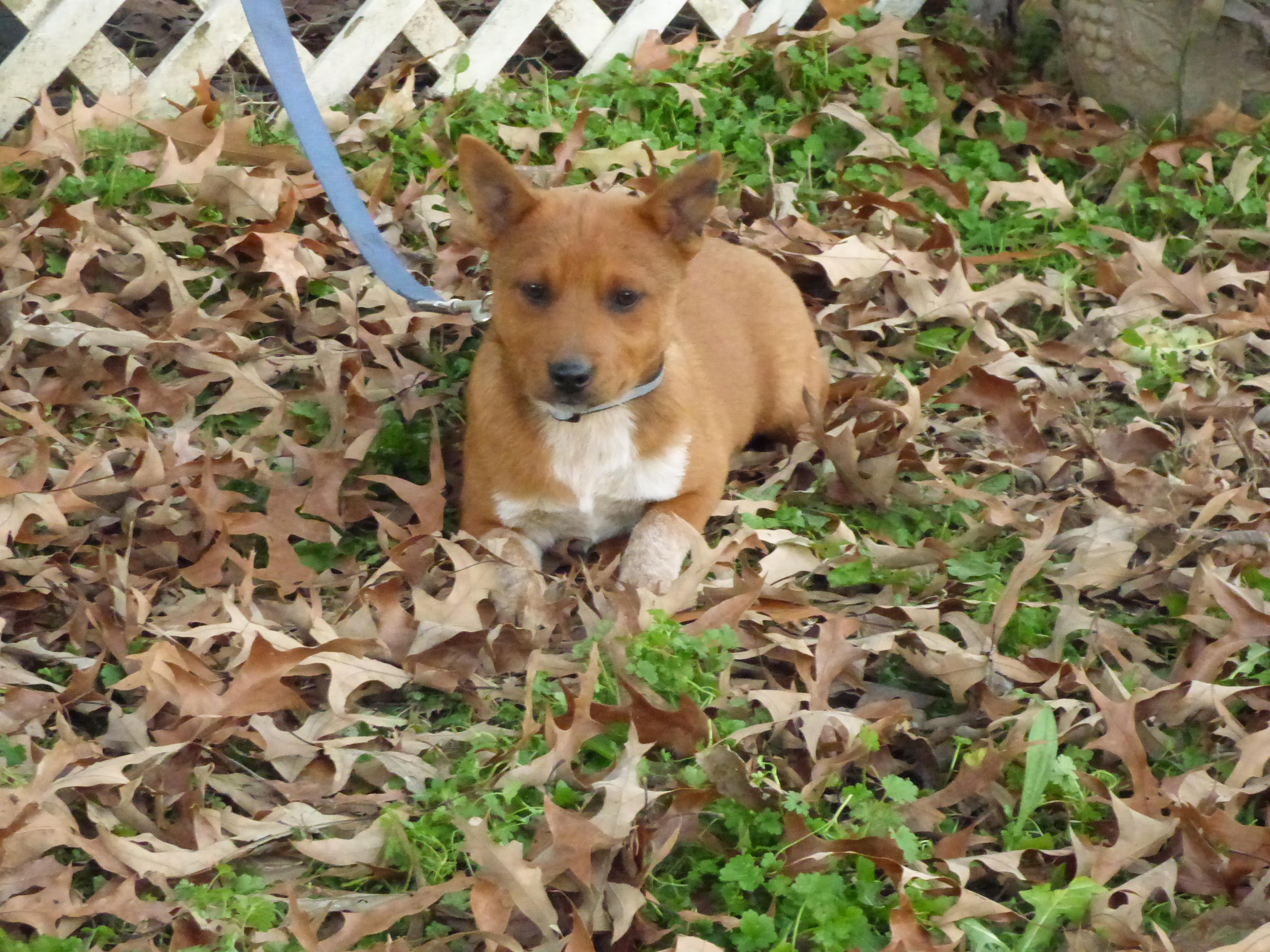 Enlarge ChaChi, a Adoptable Australian Cattle Dog / Blue Heeler in Newburgh, NY image 5/6