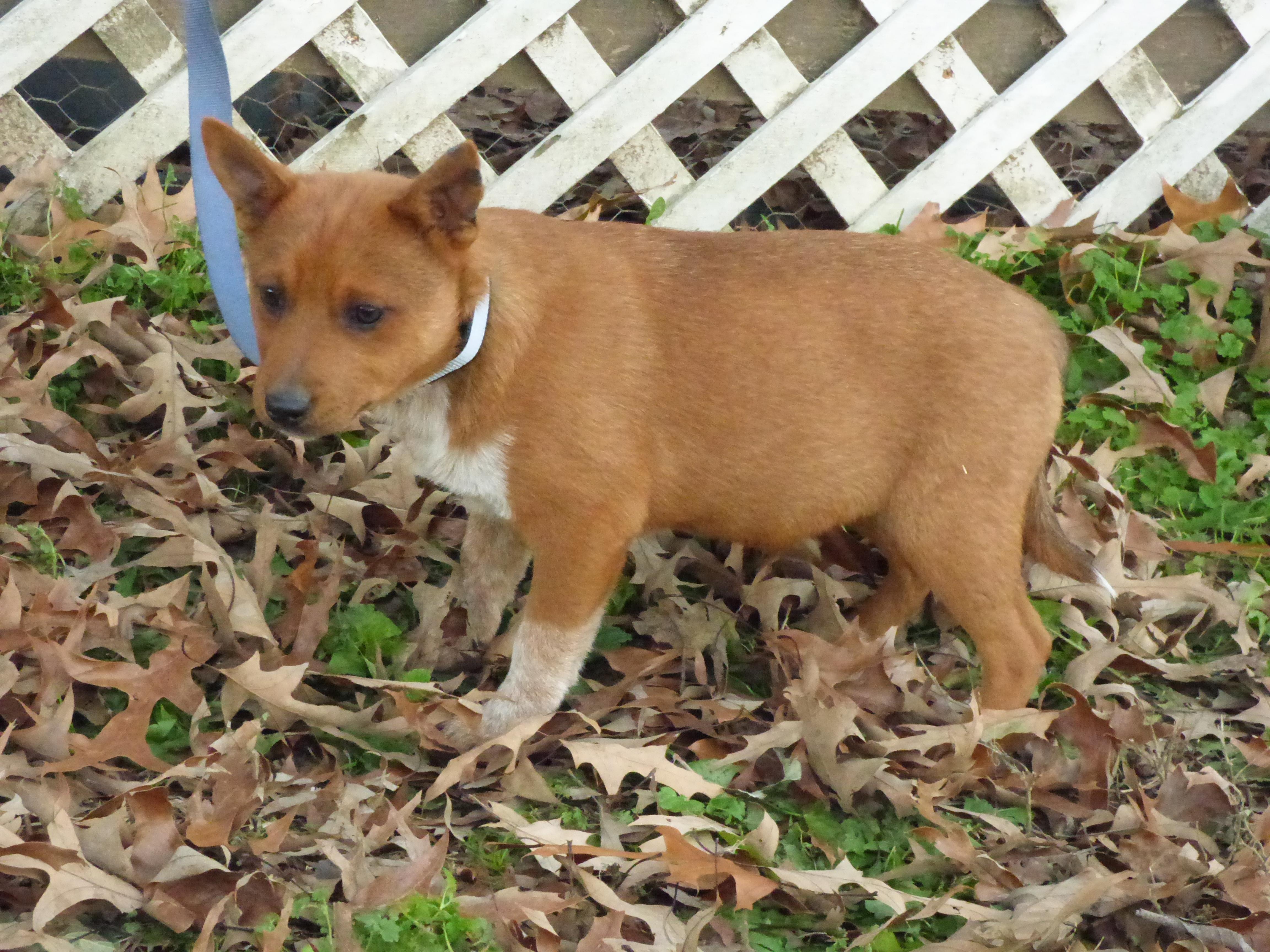 Enlarge ChaChi, a Adoptable Australian Cattle Dog / Blue Heeler in Newburgh, NY image 6/6