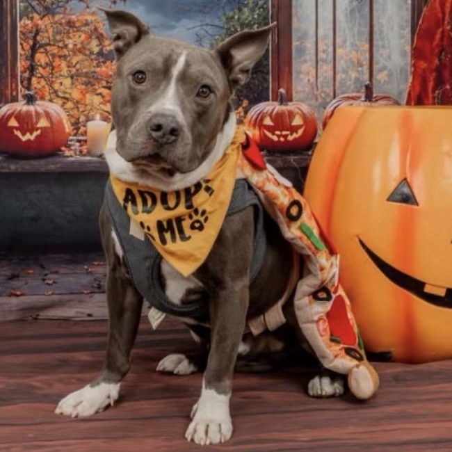 Dry Bones, Adoptable, Young Male Pit Bull Terrier.