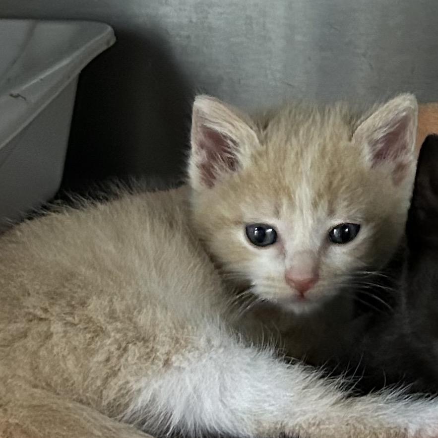 Charger, Adoptable, Kitten Male American Shorthair.