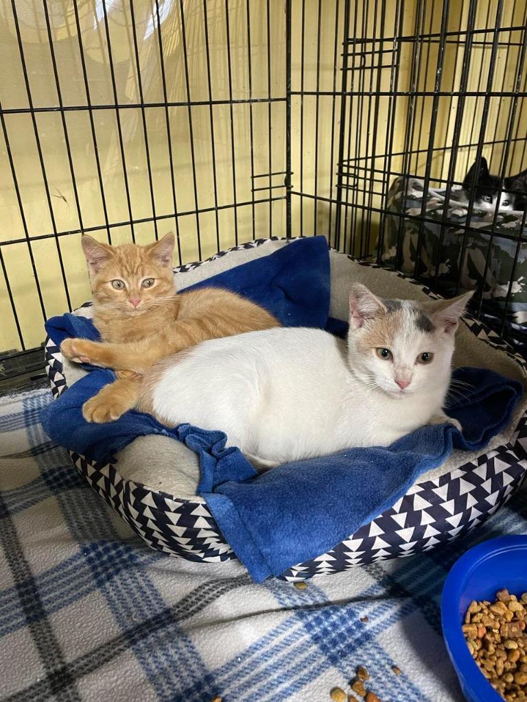 Enlarge Rhyme, a Adoptable mixed breed in Rice Lake, WI image 1/3