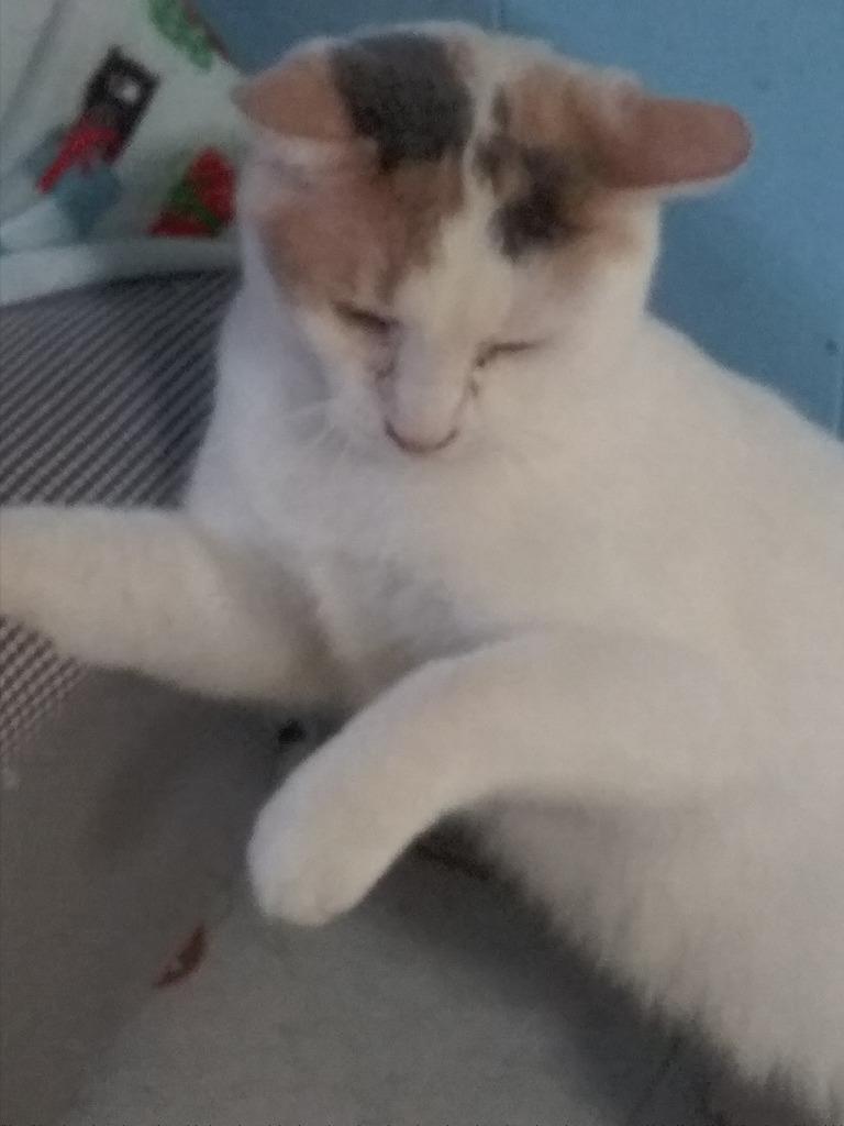 Rhyme, a Adoptable mixed breed in Rice Lake, WI image 3/3