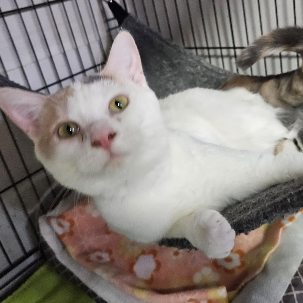 Enlarge Rhyme, a Adoptable mixed breed in Rice Lake, WI image 3/3