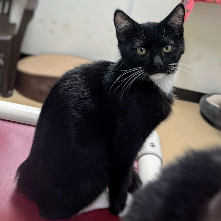 Enlarge Batman, a Adoptable Domestic Short Hair in Normal, IL image 2/5