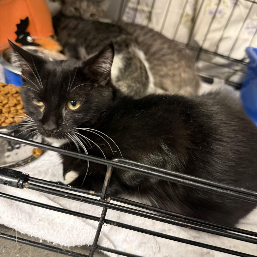 Enlarge Batman, a Adoptable Domestic Short Hair in Normal, IL image 3/5