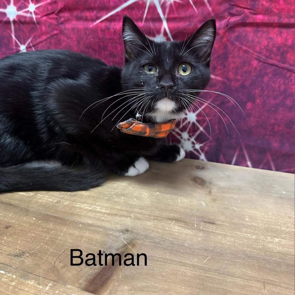 Enlarge Batman, a Adoptable Domestic Short Hair in Normal, IL image 4/5