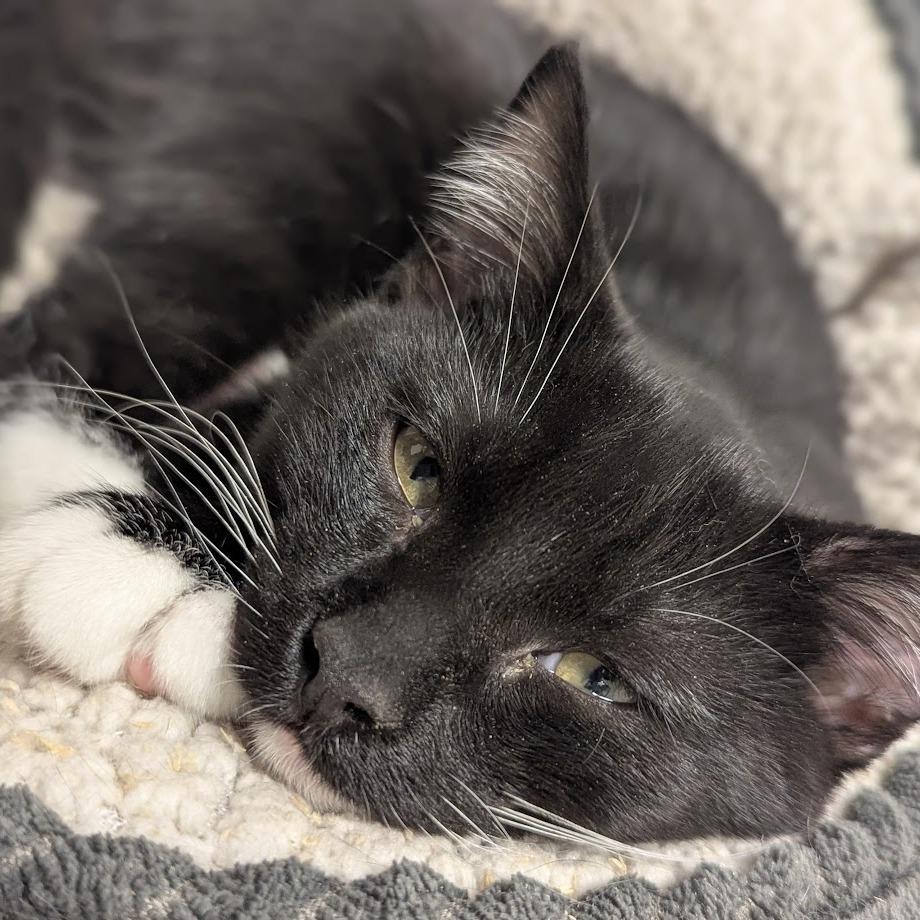 Enlarge Batman, a Adoptable Domestic Short Hair in Normal, IL image 5/5