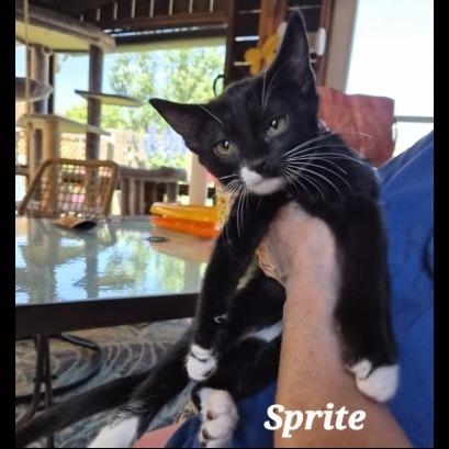 Sprite, a Adoptable Domestic Short Hair in Prescott, AZ image 1/2