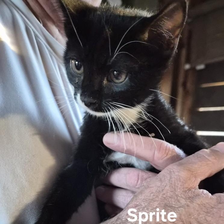 Sprite, a Adoptable Domestic Short Hair in Prescott, AZ image 2/2