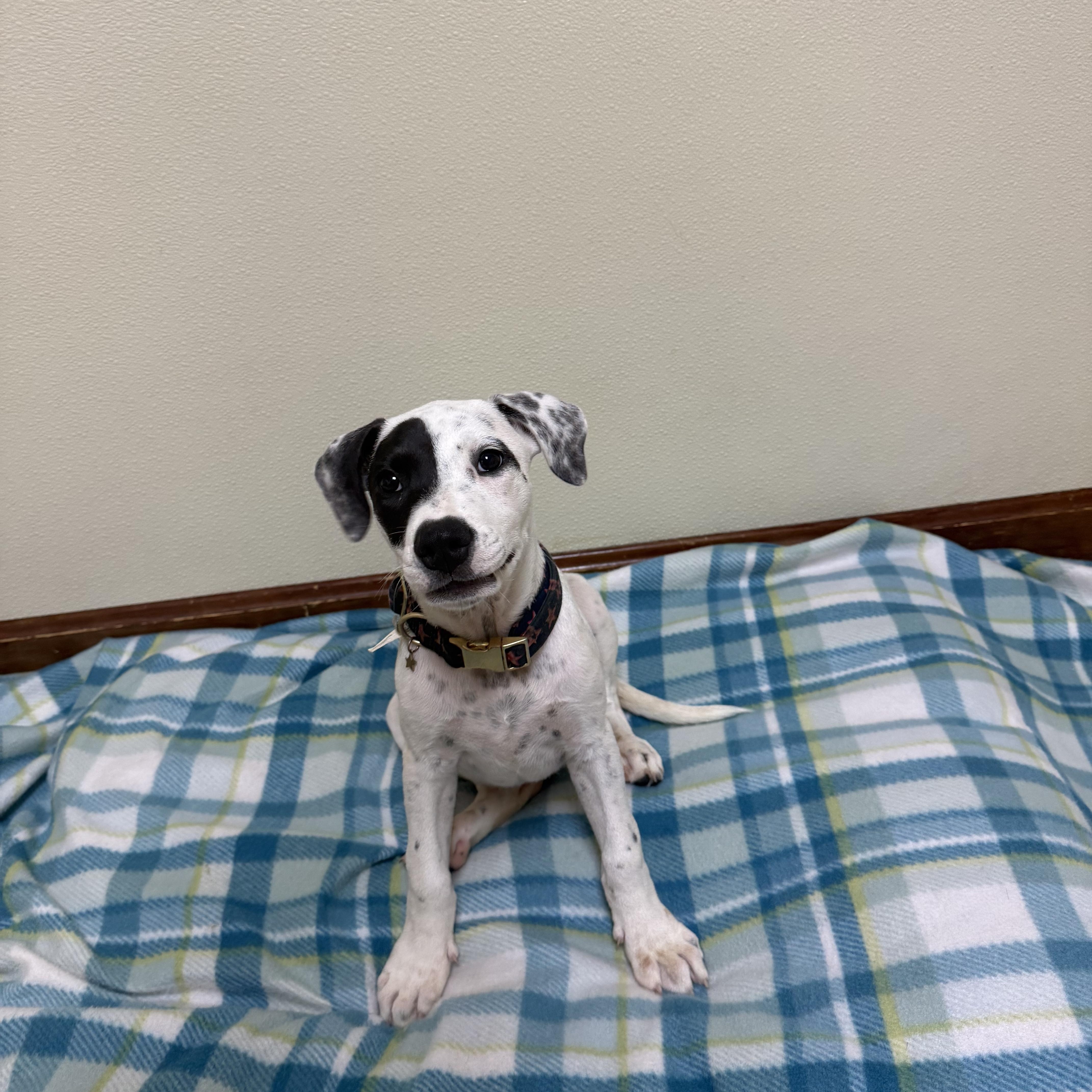 Enlarge Clover, an adopted mixed breed in Douglas, MA image 2/3