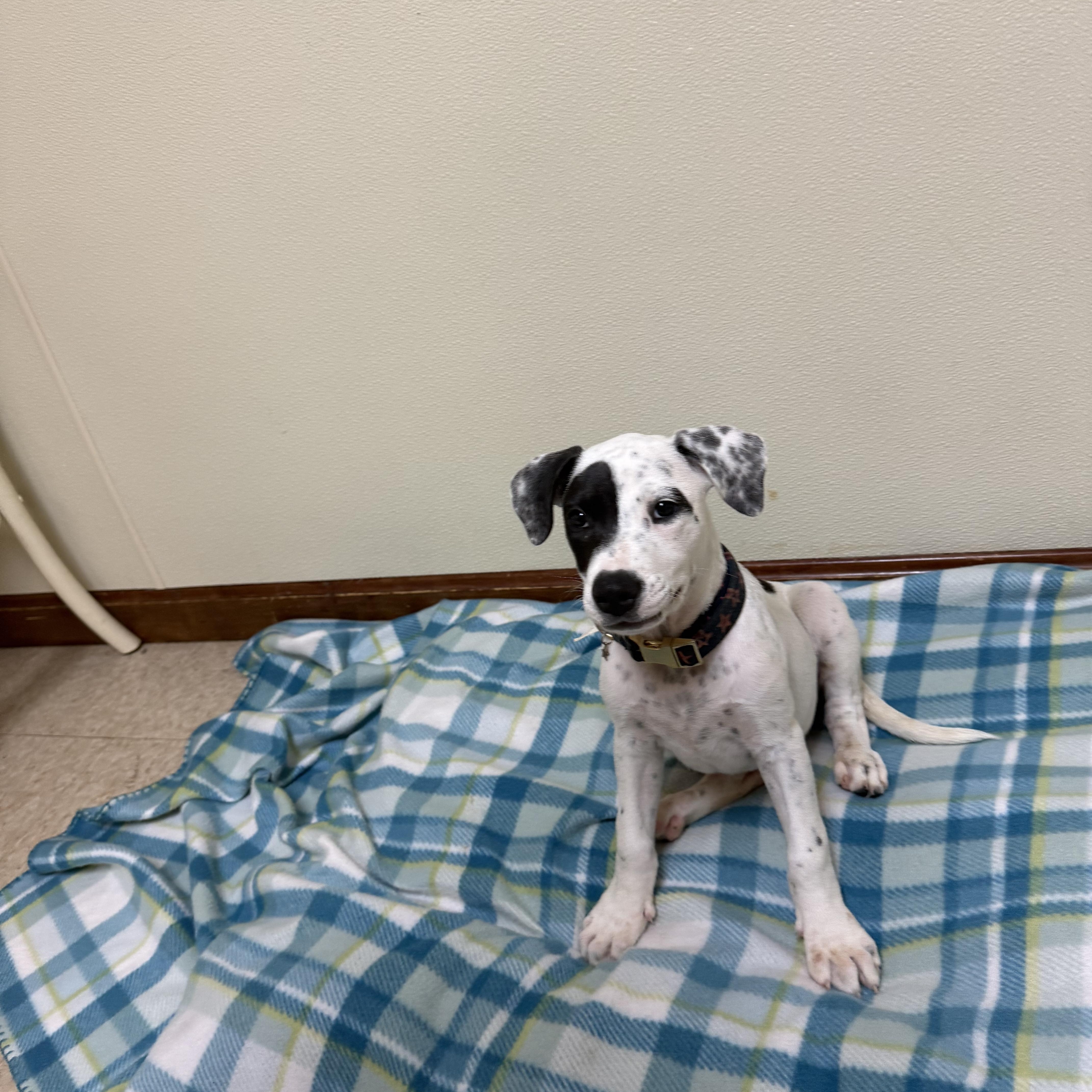 Enlarge Clover, an adopted mixed breed in Douglas, MA image 3/3