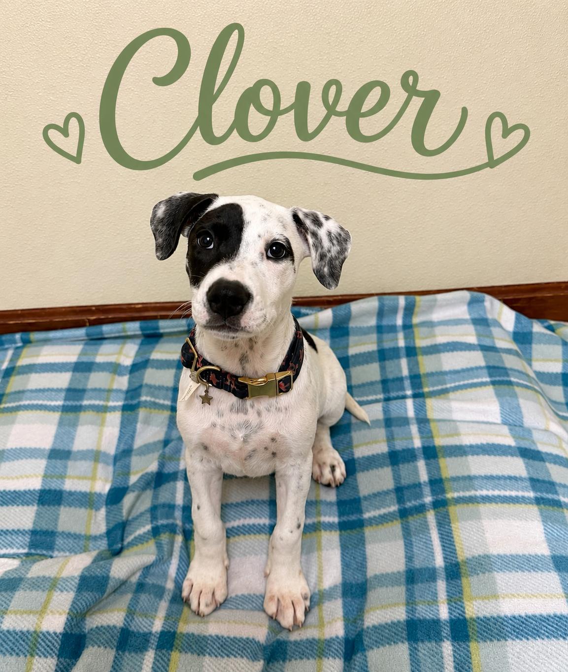Clover, adopted, Puppy Female Terrier & Hound.