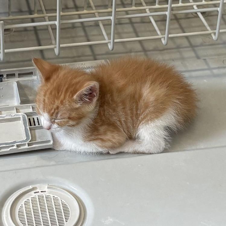 Sunny, Adoptable, Kitten Male Domestic Short Hair.