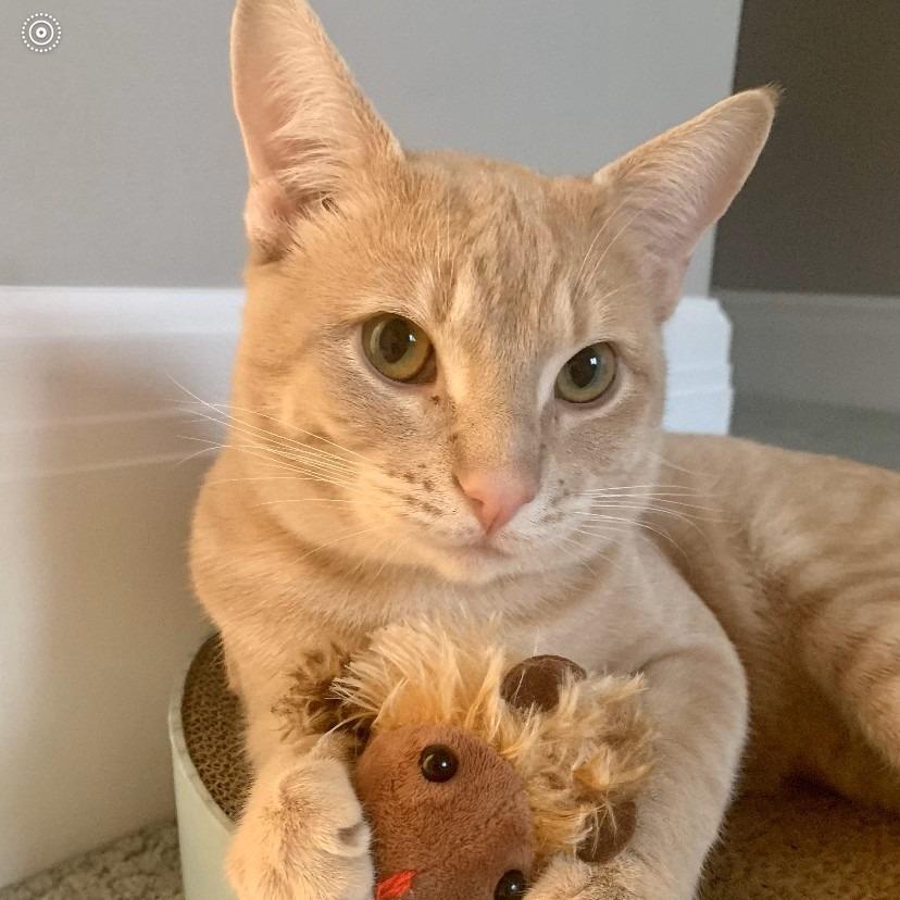 Captain, a Adoptable Domestic Short Hair in Lions Bay, BC image 1/6