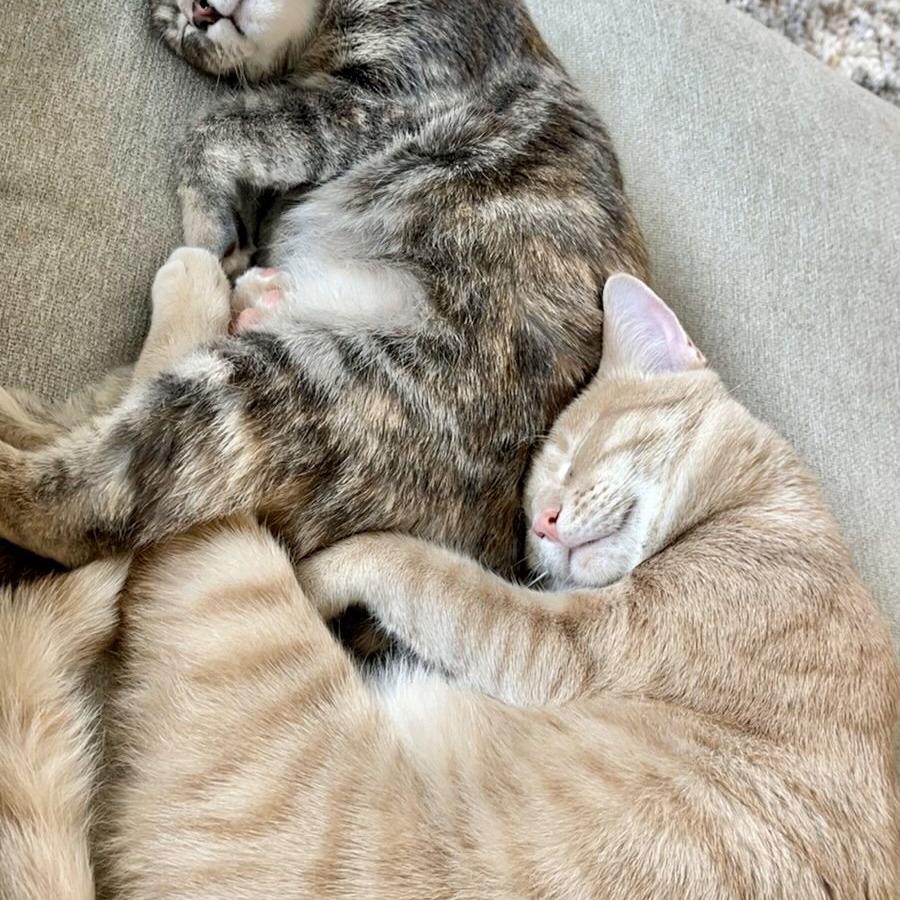 Captain, a Adoptable Domestic Short Hair in Lions Bay, BC image 2/6