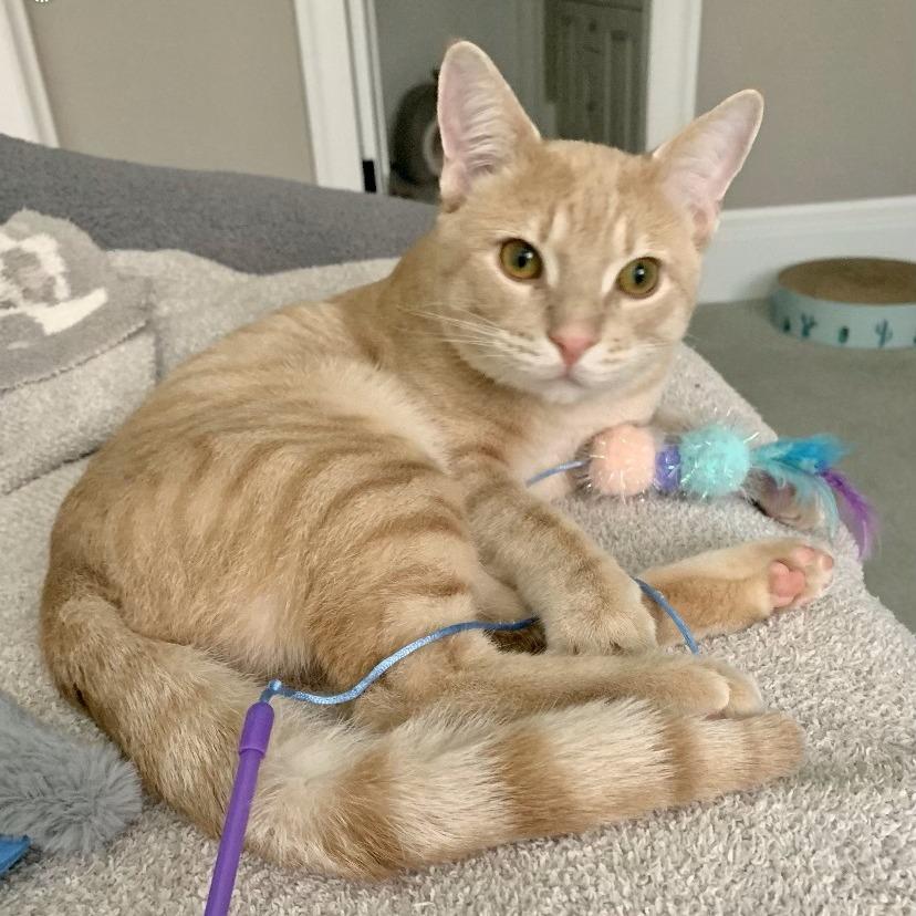 Captain, a Adoptable Domestic Short Hair in Lions Bay, BC image 3/6