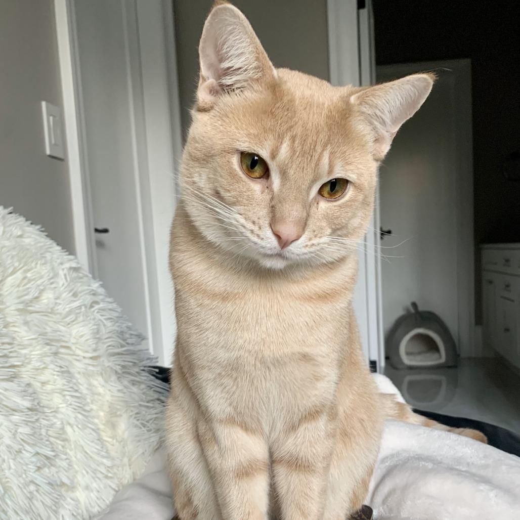 Captain, a Adoptable Domestic Short Hair in Lions Bay, BC image 5/6