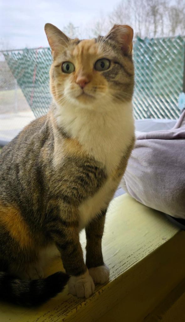 Jenny, Adoptable, Adult Female Domestic Short Hair.