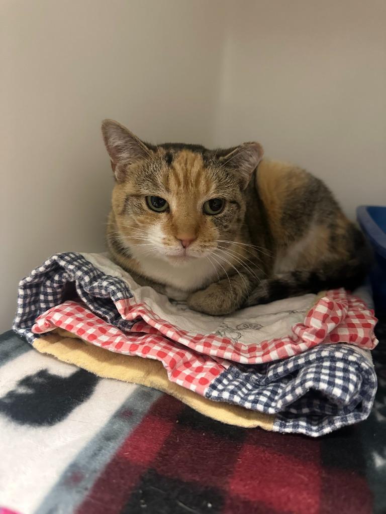 Jenny, Adoptable, Adult Female Domestic Short Hair.