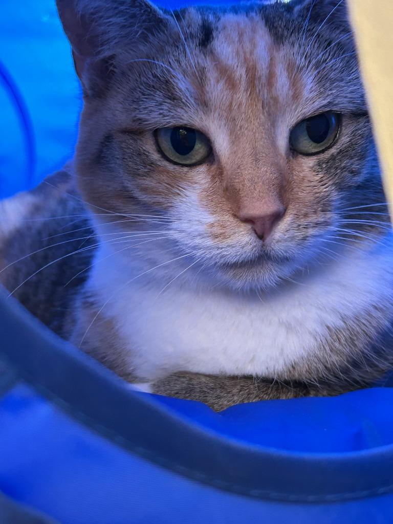 Enlarge Jenny, a Adoptable mixed breed in Blountville, TN image 2/6