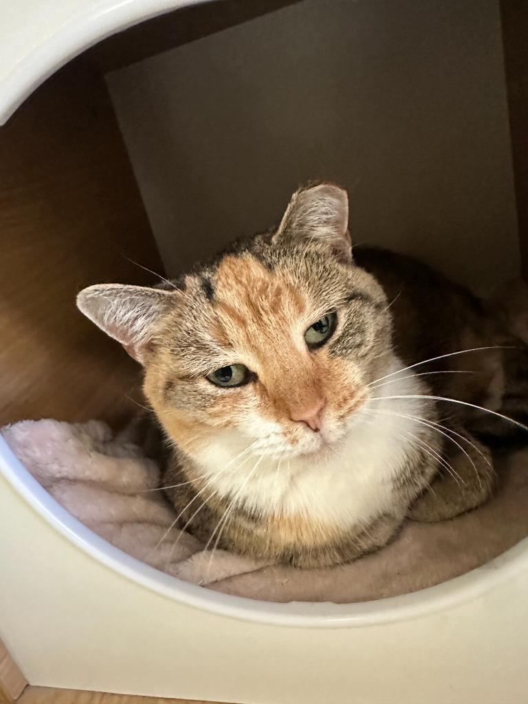 Jenny, a Adoptable mixed breed in Blountville, TN image 3/6