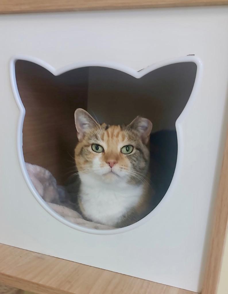 Enlarge Jenny, a Adoptable mixed breed in Blountville, TN image 5/6