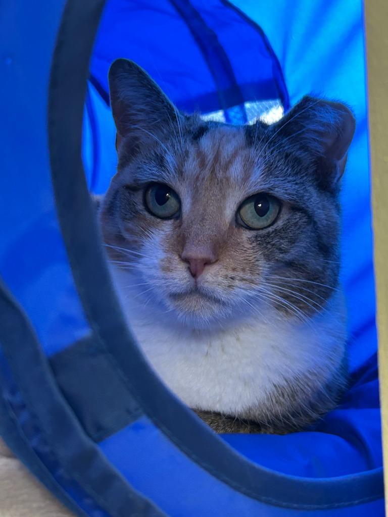 Enlarge Jenny, a Adoptable mixed breed in Blountville, TN image 6/6