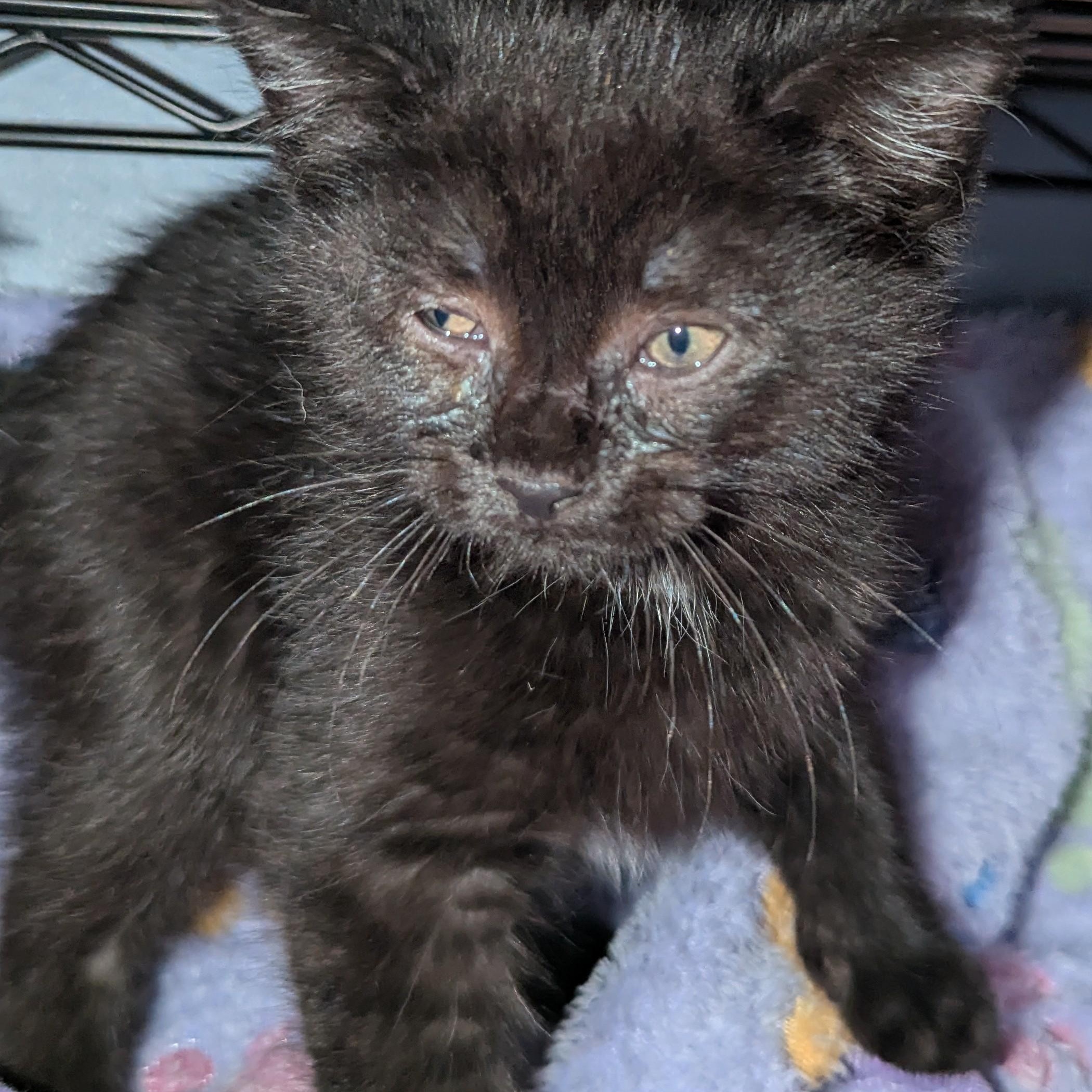 Enlarge Baby Nora - 5 weeks, a ADOPTABLE Domestic Short Hair in New Hudson, MI image 1/2