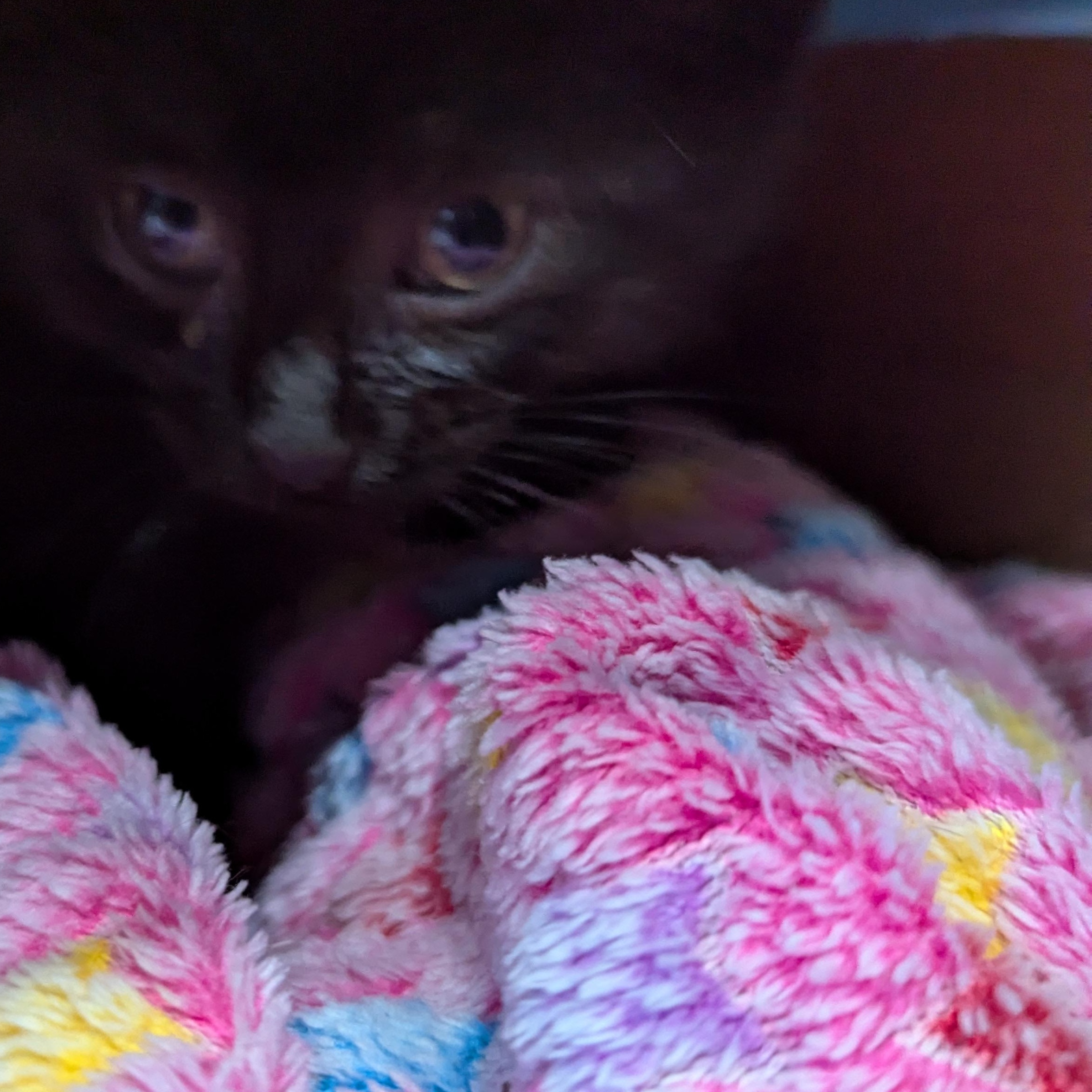 Enlarge Baby Nora - 5 weeks, a ADOPTABLE Domestic Short Hair in New Hudson, MI image 2/2