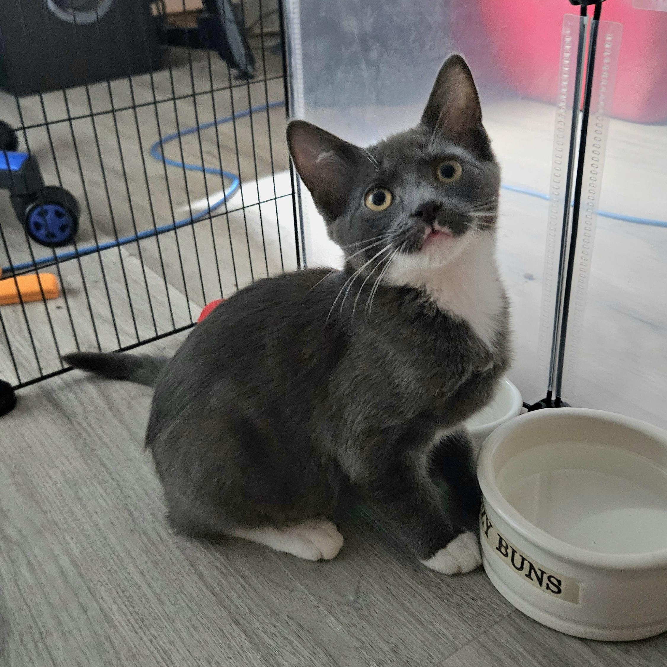 Taylor (with Tori), ADOPTABLE, Kitten Female Domestic Short Hair.