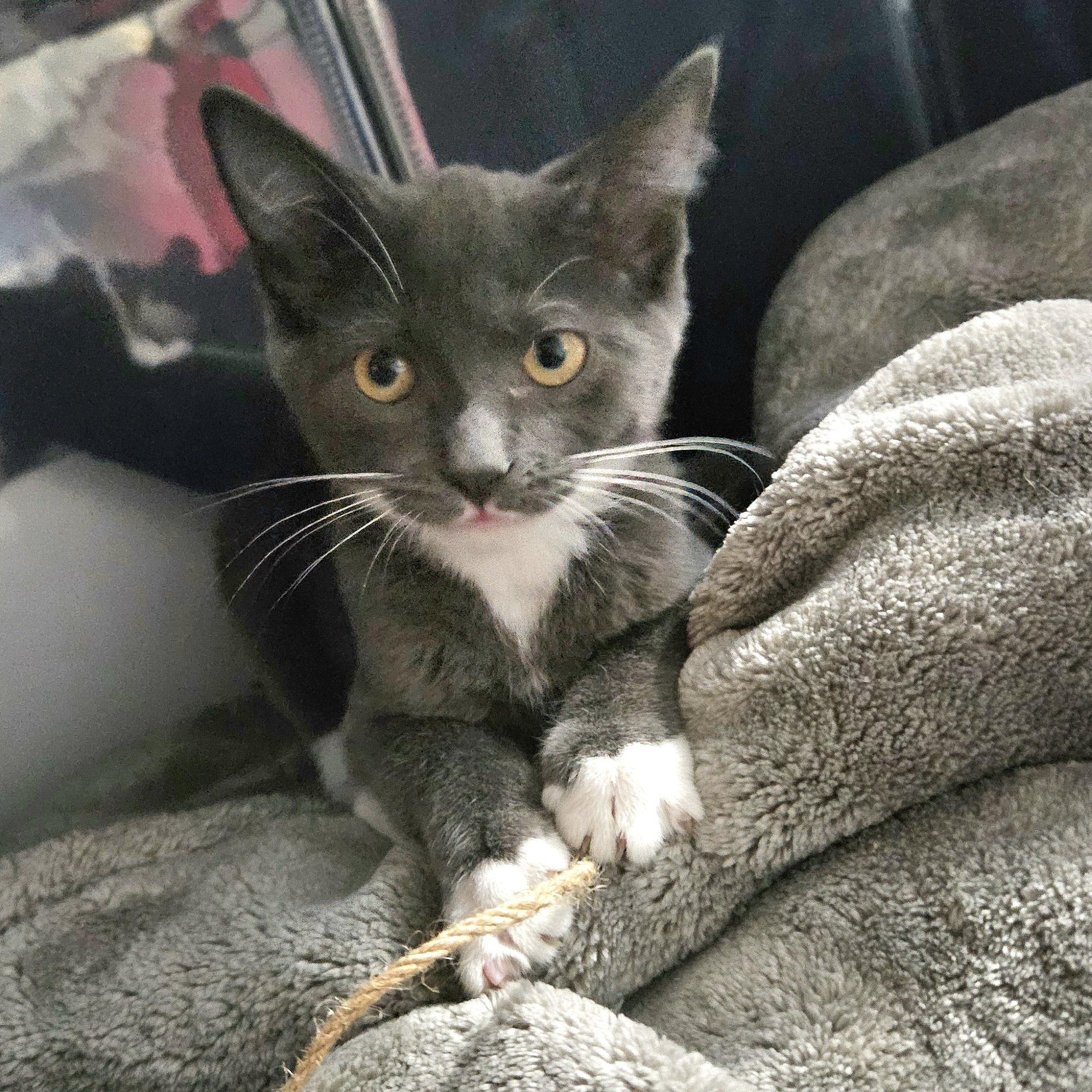 Enlarge Taylor (with Tori), a ADOPTABLE Domestic Short Hair in Norwalk, CT image 2/2