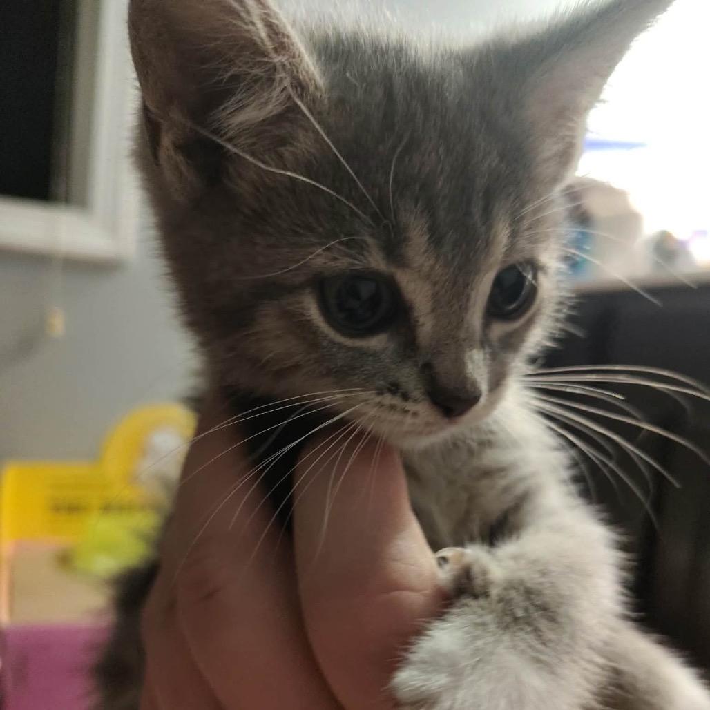Enlarge Purr-anna, a Adoptable Domestic Short Hair in Ferndale, WA image 2/3