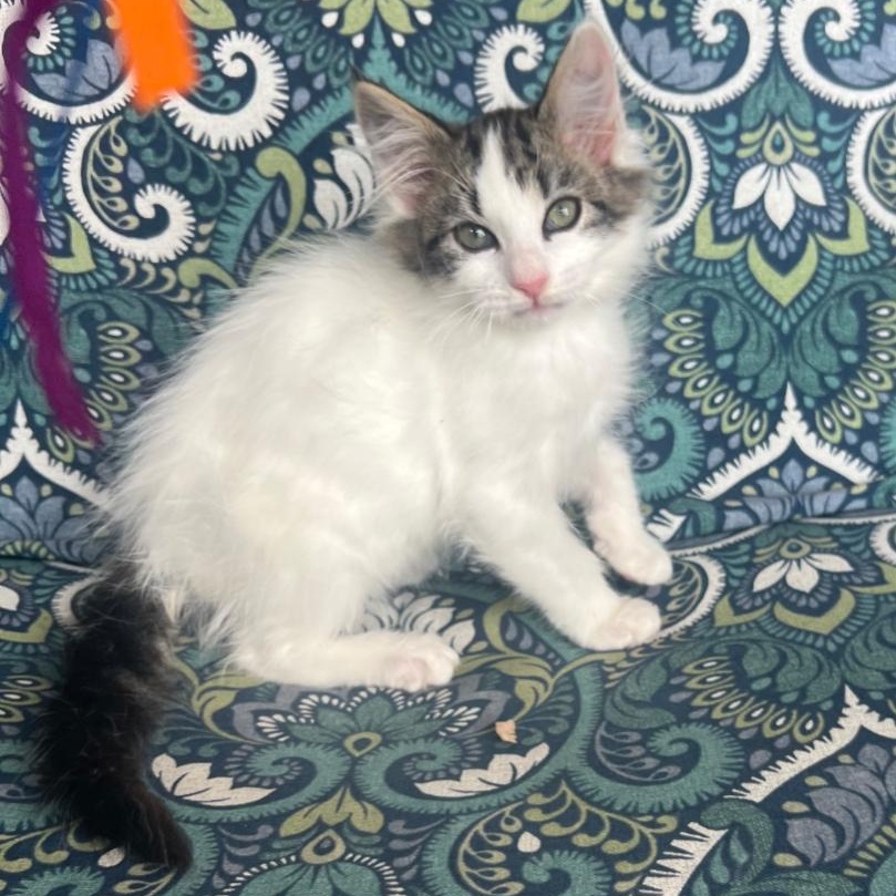 Enlarge Polly Pocket, a Adoptable Calico in San Juan Capistrano, CA image 1/1