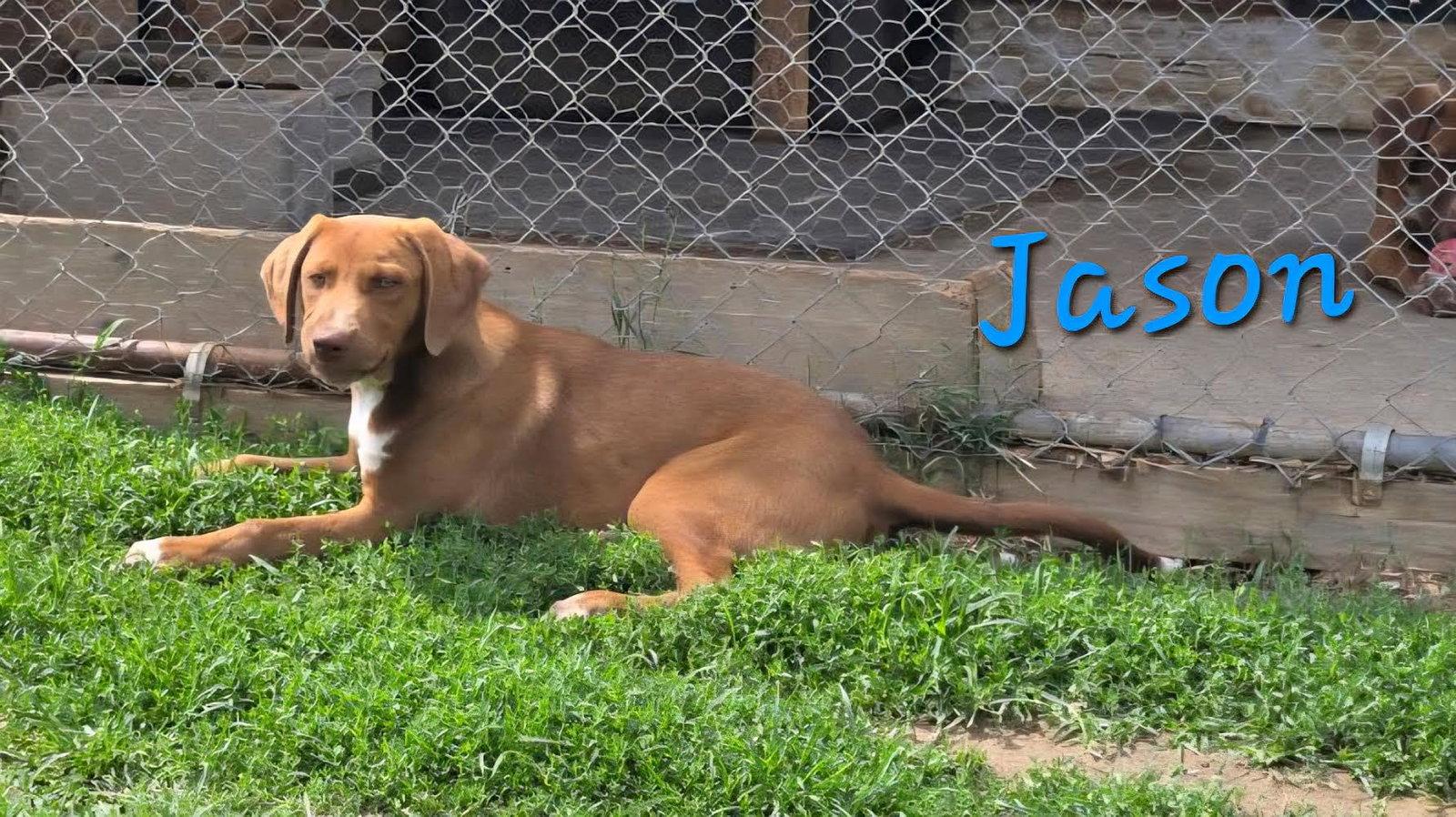 Enlarge Jason, a Adoptable Labrador Retriever in Rutledge, TN image 1/1