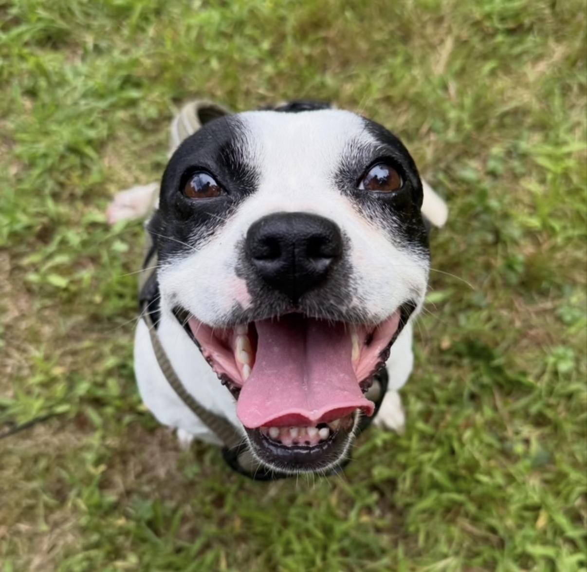 Enlarge Strudel, a ADOPTABLE mixed breed in Foster, RI image 4/4