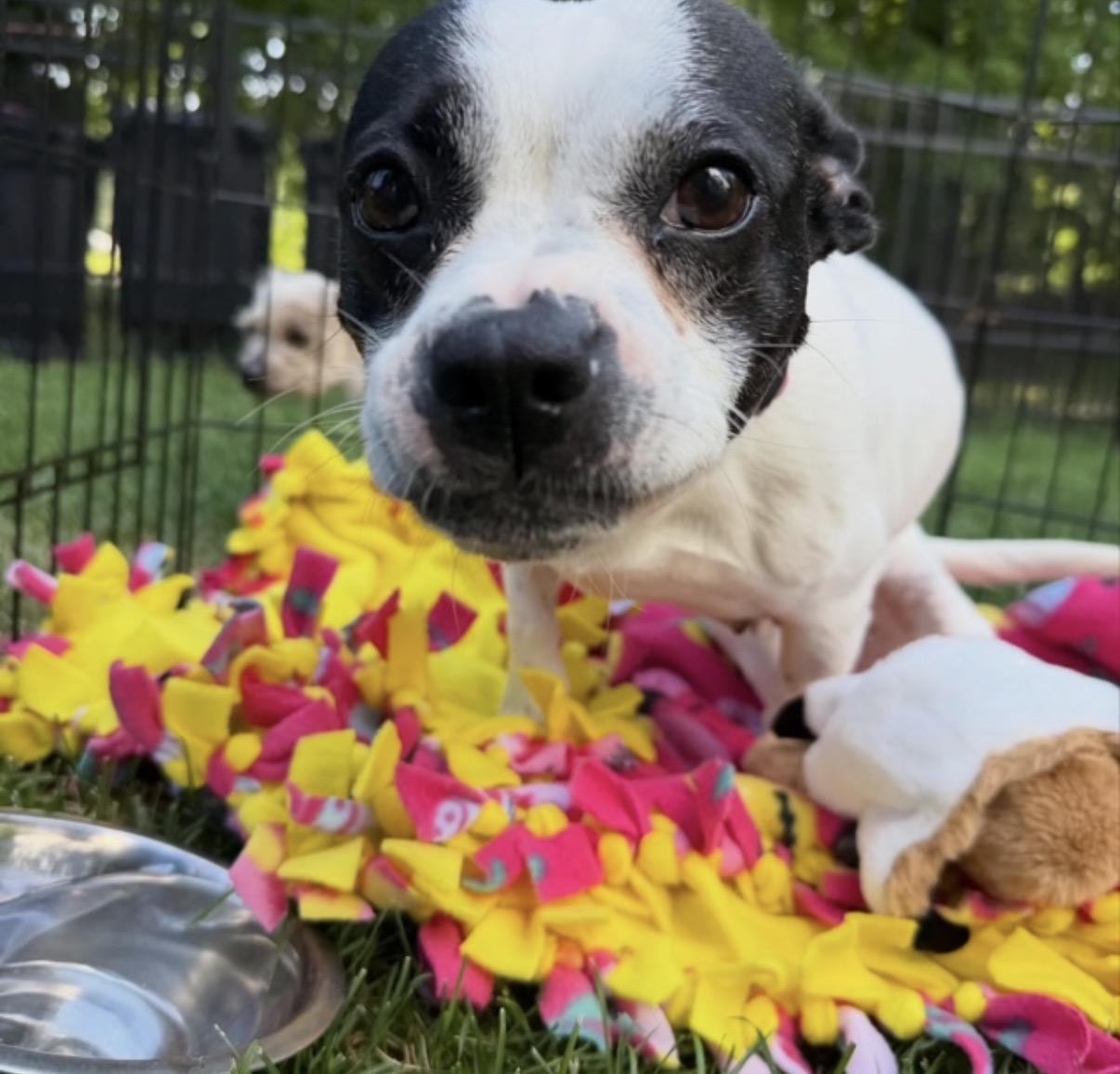 Enlarge Strudel, a ADOPTABLE mixed breed in Foster, RI image 3/4