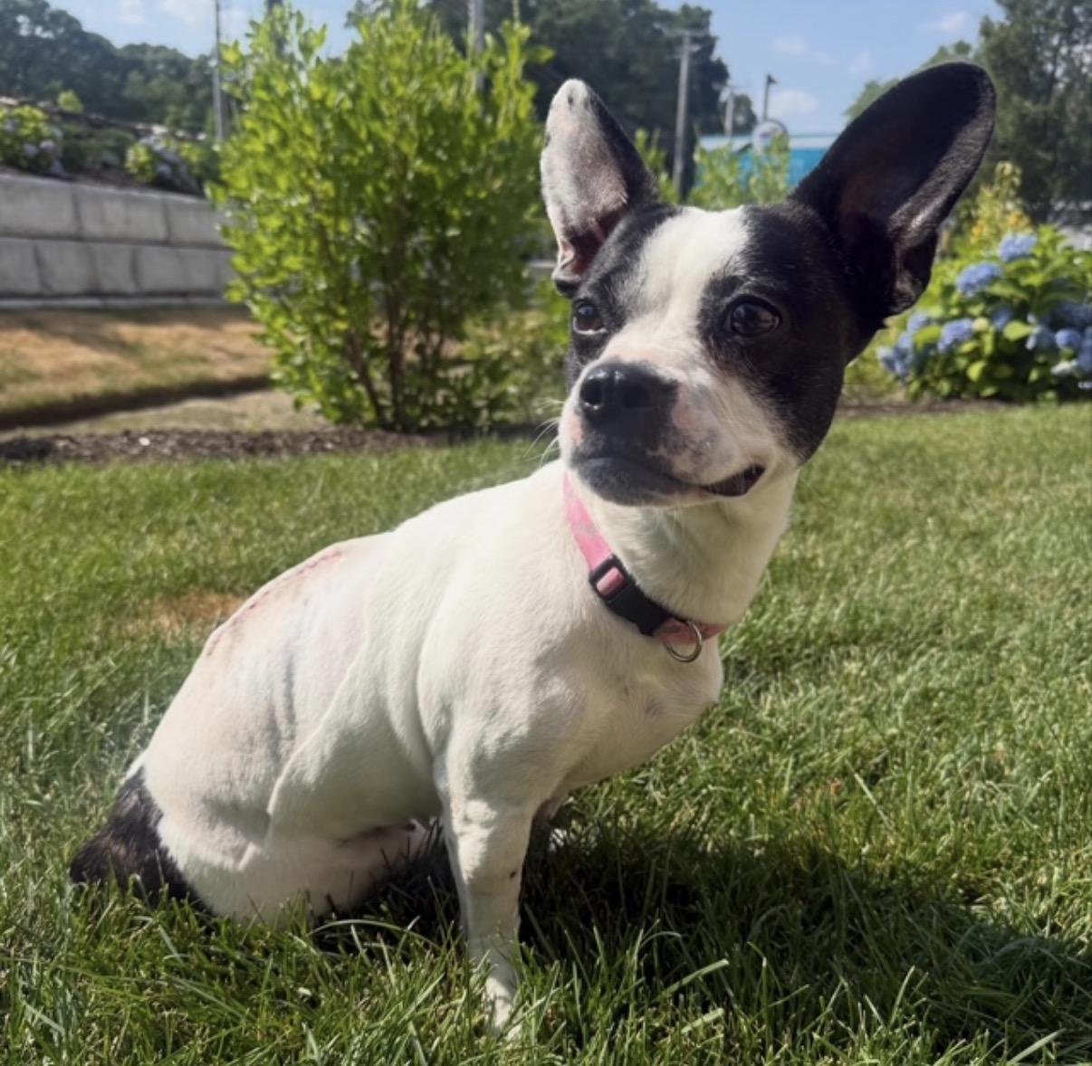 Strudel, ADOPTABLE, Adult Female Boston Terrier.