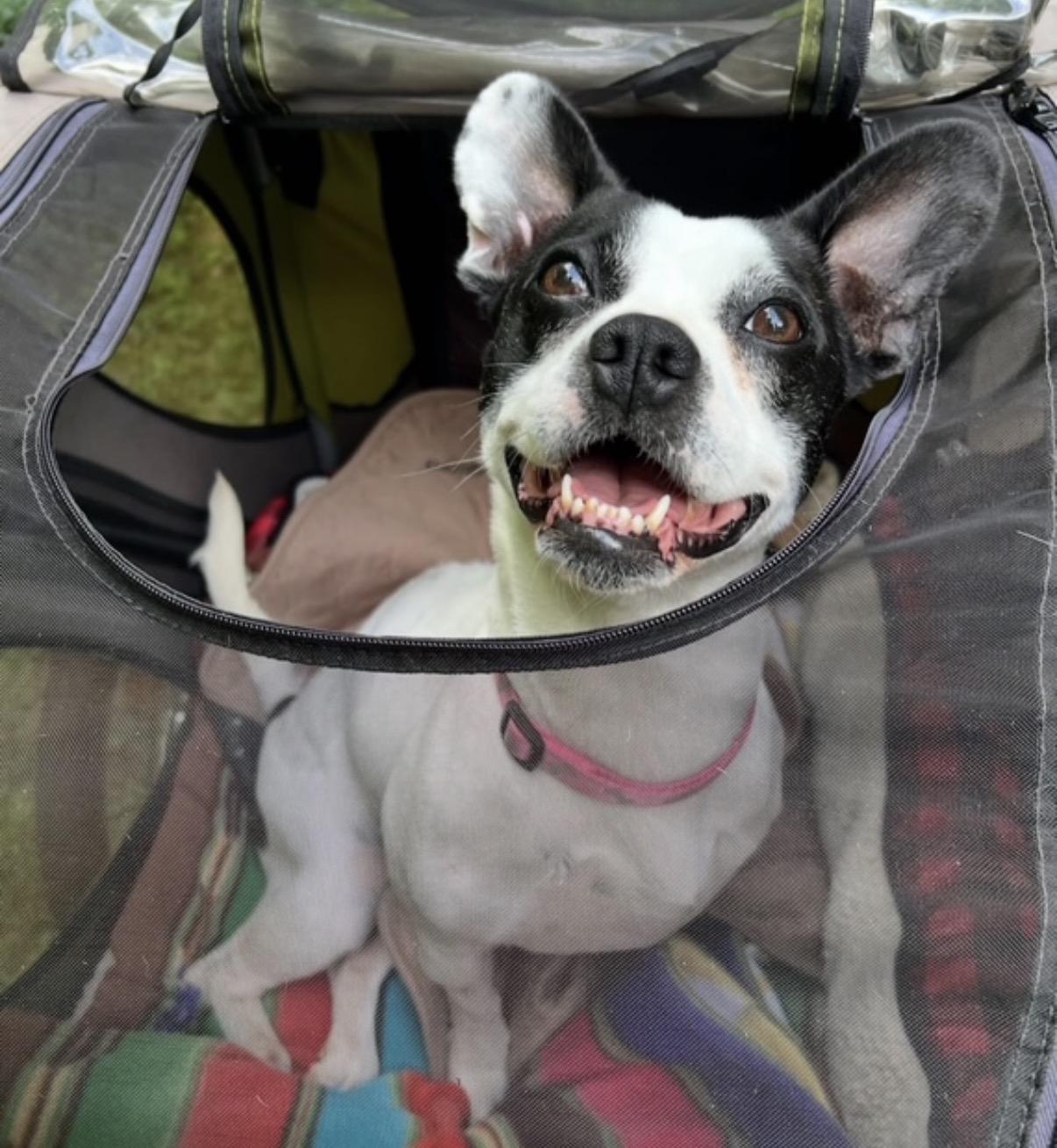 Enlarge Strudel, a ADOPTABLE mixed breed in Foster, RI image 2/4