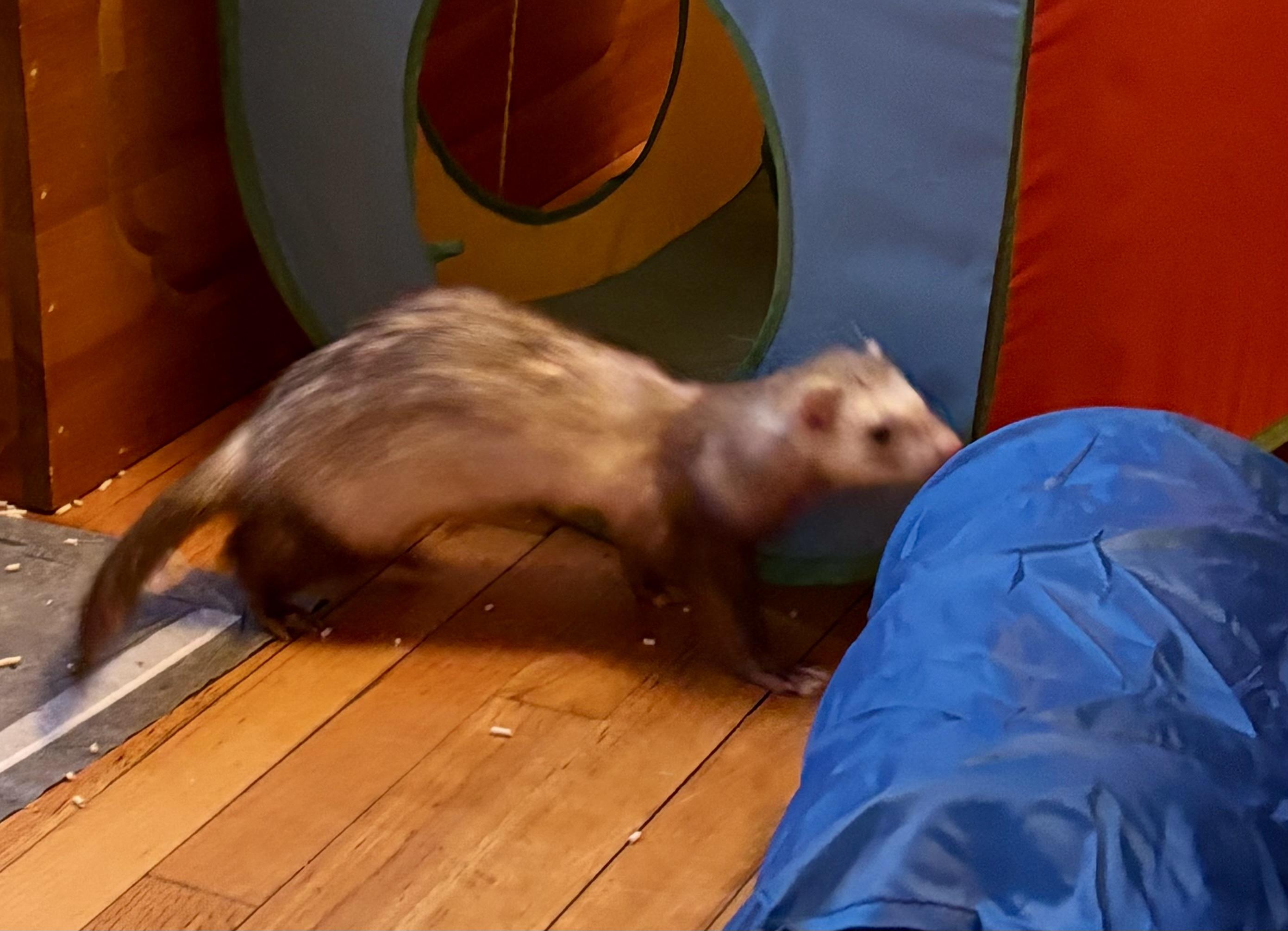 Enlarge Benito, a ADOPTABLE Ferret in Andover, CT image 2/4