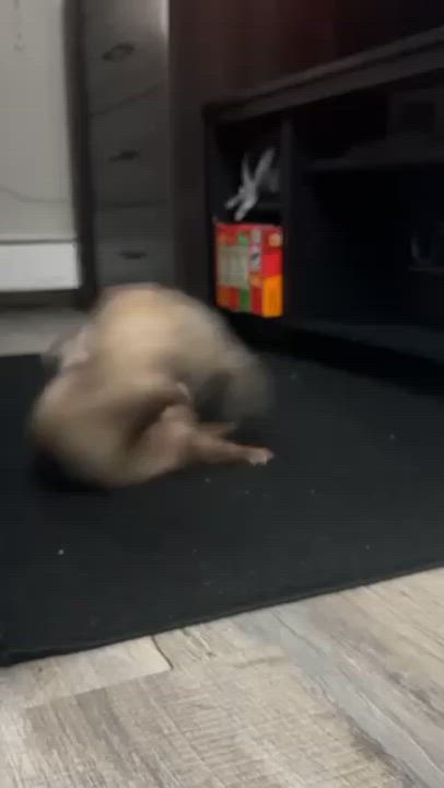 Enlarge Benito, a ADOPTABLE Ferret in Andover, CT video 4/4