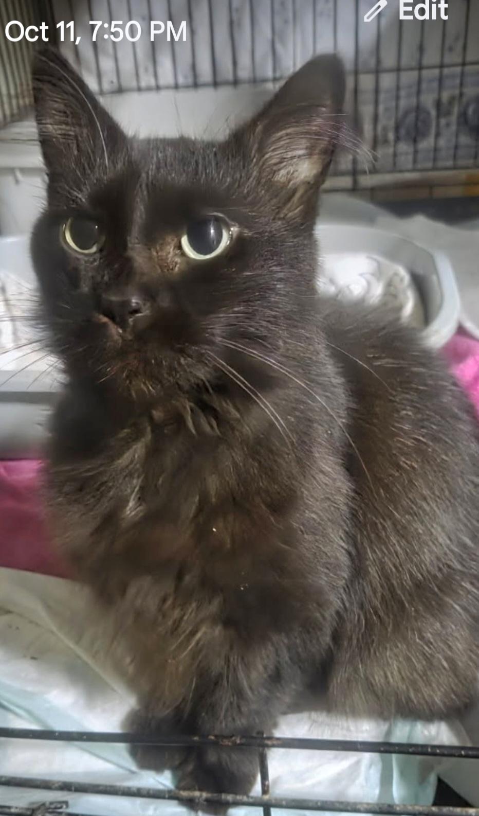 Darla Mae, Adoptable, Adult Female Domestic Long Hair.