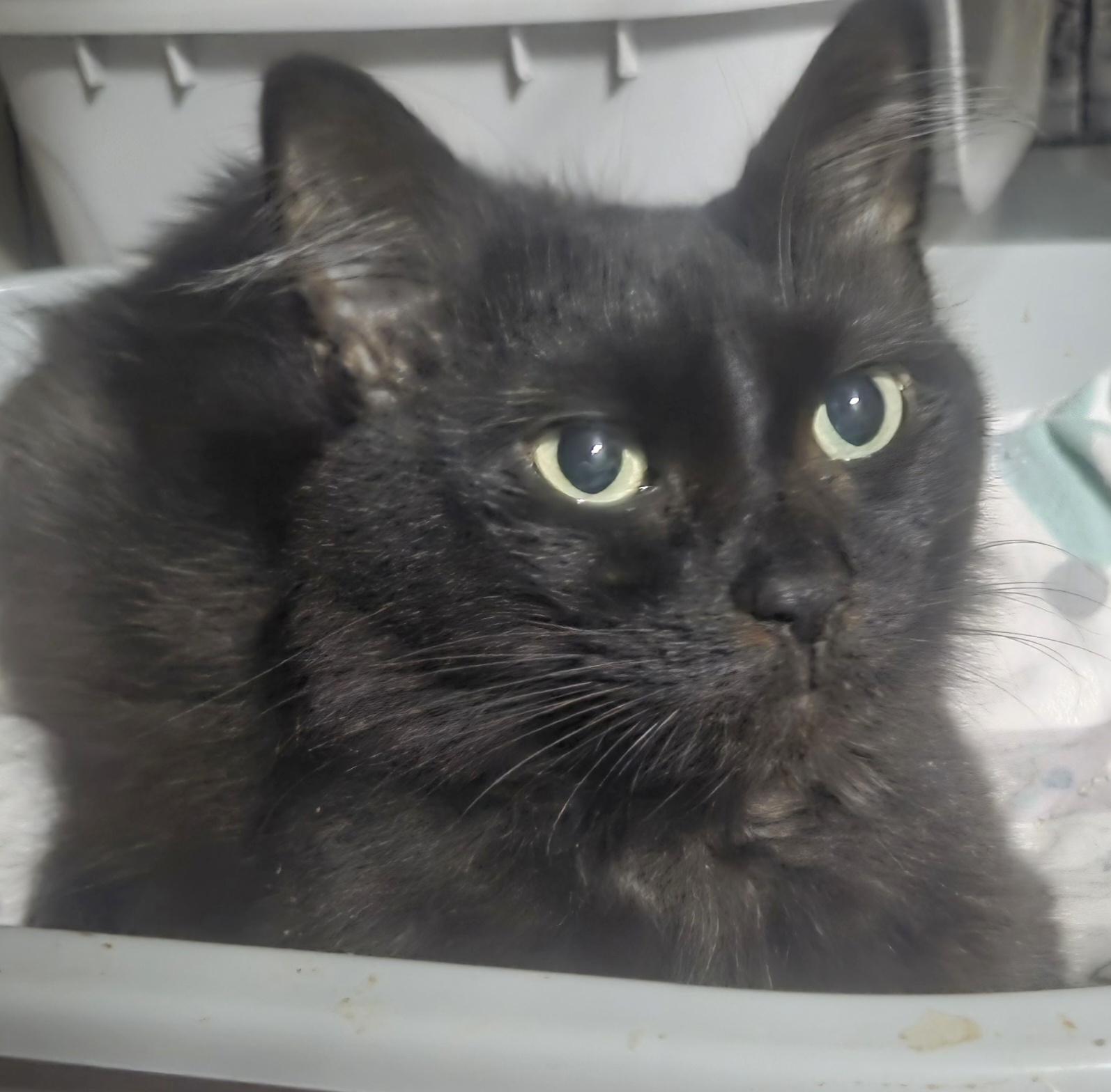 Darla Mae, a Adoptable mixed breed image 2/2