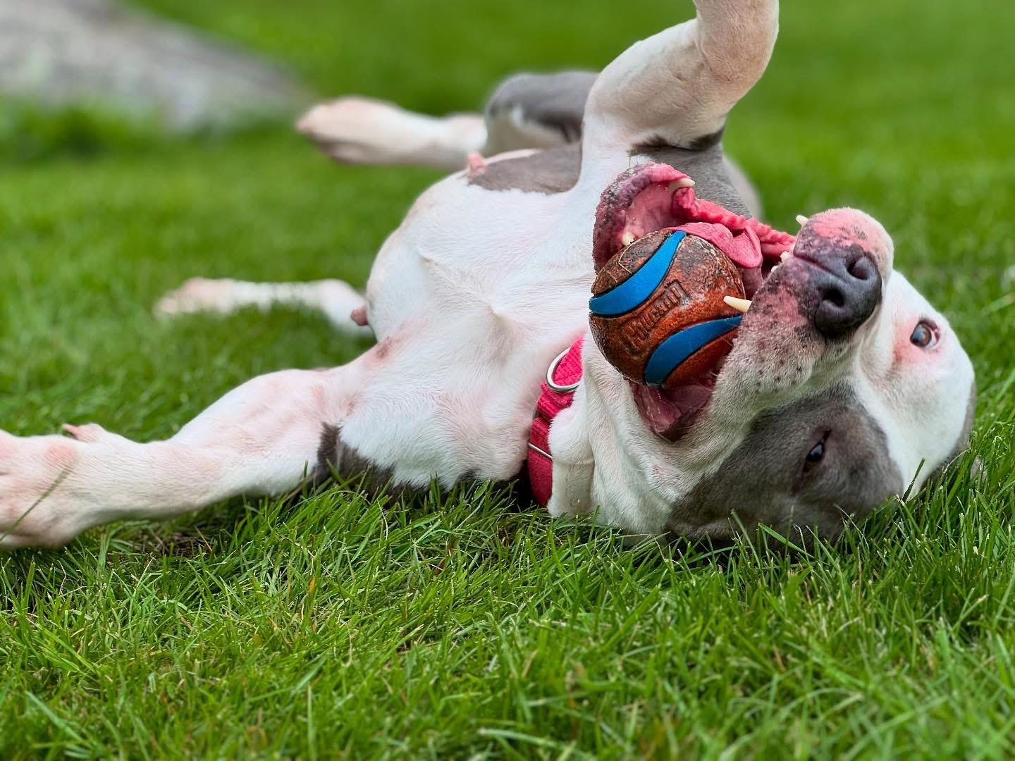 Fiona, a Adoptable Pit Bull Terrier in Nutting Lake, MA image 6/6