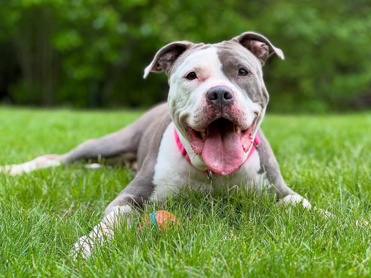 Fiona, a Adoptable Pit Bull Terrier in Nutting Lake, MA image 1/6